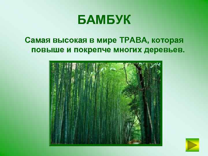 БАМБУК Самая высокая в мире ТРАВА, которая повыше и покрепче многих деревьев. 