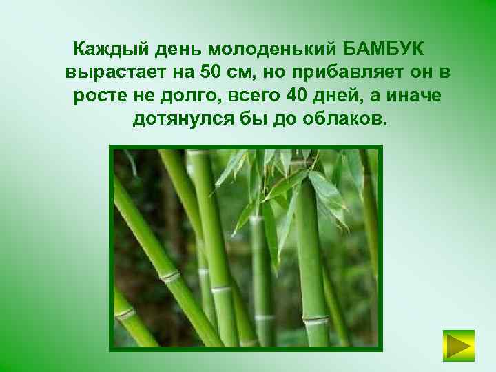 Каждый день молоденький БАМБУК вырастает на 50 см, но прибавляет он в росте не