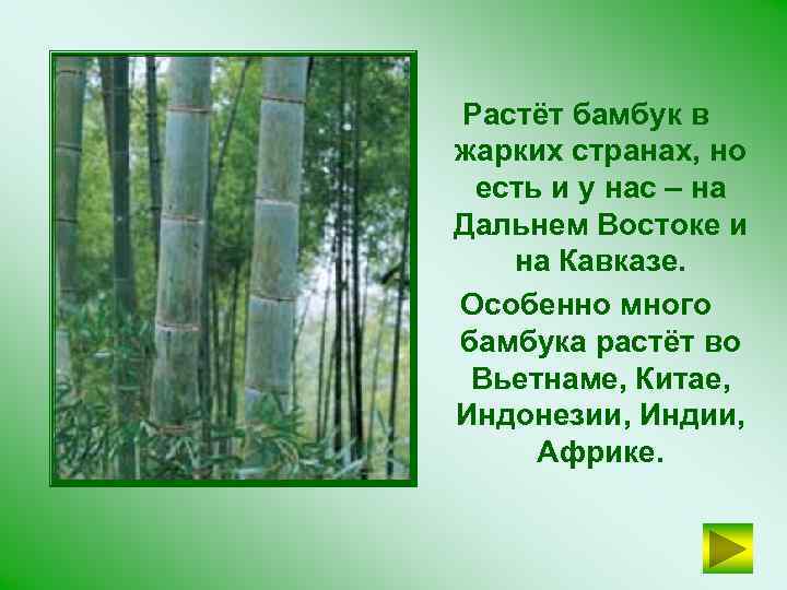 Растёт бамбук в жарких странах, но есть и у нас – на Дальнем Востоке