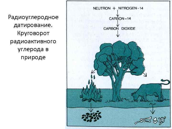 Радиоуглеродное датирование. Круговорот радиоактивного углерода в природе 