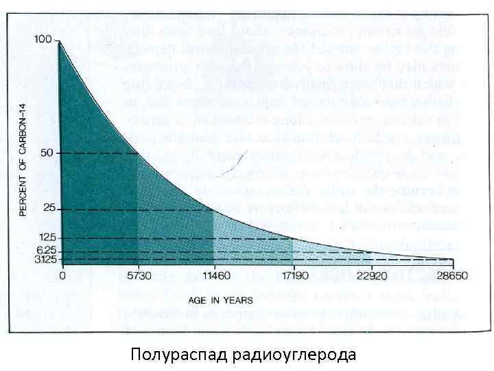 Полураспад радиоуглерода 