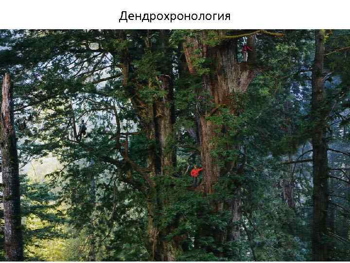 Дендрохронология 