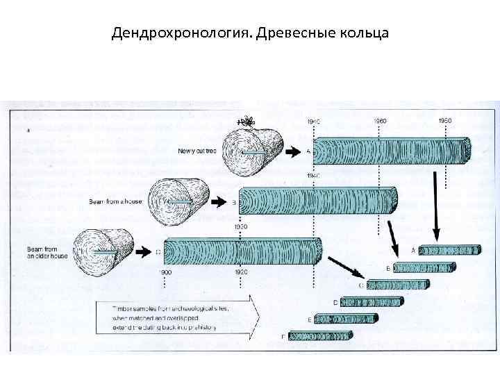 Дендрохронология. Древесные кольца 