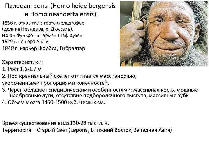 Палеоантропы (Homo heidelbergensis и Homo neandertalensis) 1856 г. открытие в гроте Фельдгофер (долина Неандера,