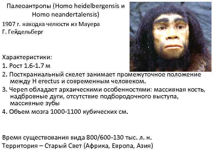 Палеоантропы (Homo heidelbergensis и Homo neandertalensis) 1907 г. находка челюсти из Мауера Г. Гейдельберг