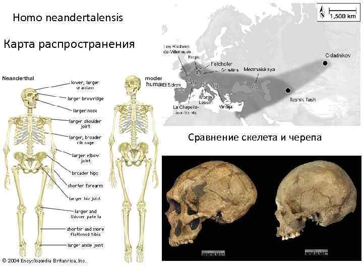 Homo neandertalensis Карта распространения Сравнение скелета и черепа 