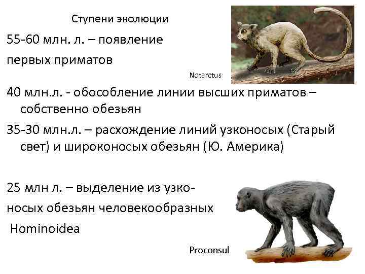 Ступени эволюции 55 -60 млн. л. – появление первых приматов Notarctus 40 млн. л.