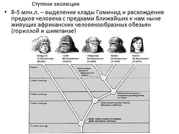О принадлежности человека к семейству гоминид. Схема эволюции гоминид. Эволюция человека таблица гоминид. Представители гоминид таблица. Схема эволюции человека.