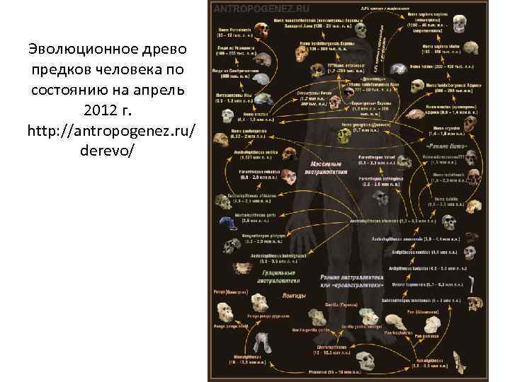 Эволюционное древо предков человека по состоянию на апрель 2012 г. http: //antropogenez. ru/ derevo/