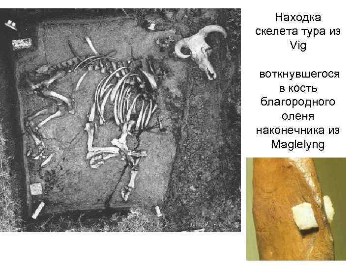Находка скелета тура из Vig воткнувшегося в кость благородного оленя наконечника из Maglelyng 
