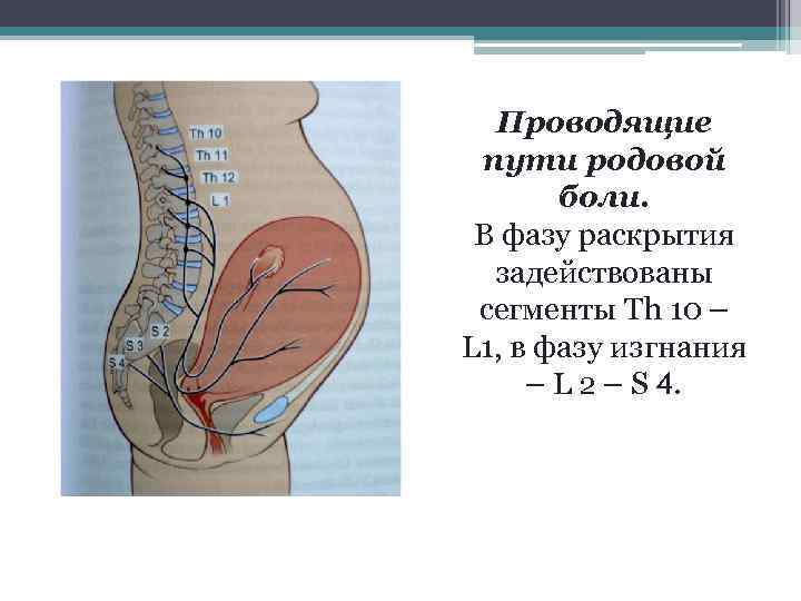 Проводящие пути родовой боли. В фазу раскрытия задействованы сегменты Th 10 – L 1,