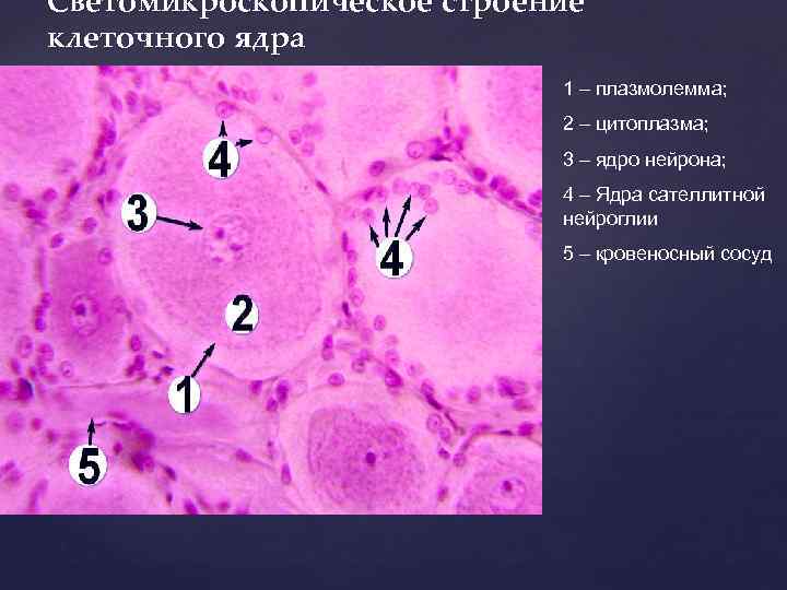 Светомикроскопическое строение клеточного ядра 1 – плазмолемма; 2 – цитоплазма; 3 – ядро нейрона;