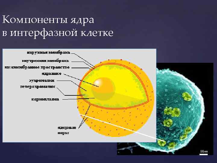 Компоненты ядра в интерфазной клетке 51 