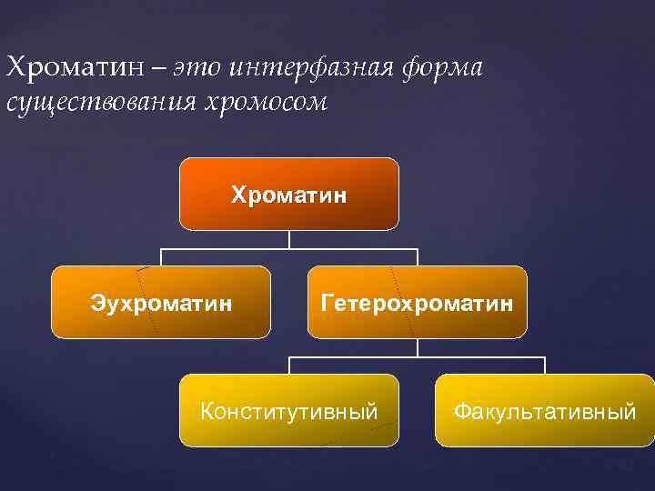 Хроматин – это интерфазная форма существования хромосом Хроматин Эухроматин Гетерохроматин Конститутивный Факультативный 52 