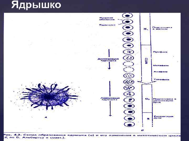 Ядрышко 