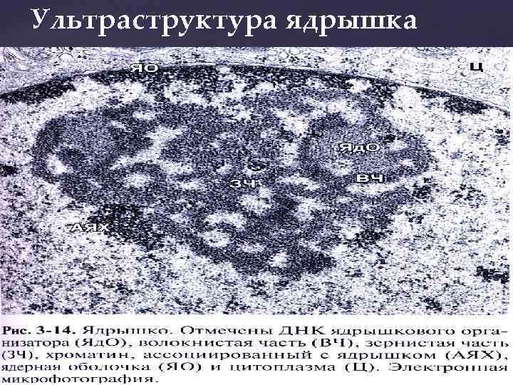 Растворение ядрышка. Ультраструктура ядрышка гистология. Строение ядрышка гистология. Ультраструктура клетки. Ультраструктура клеточного ядра.