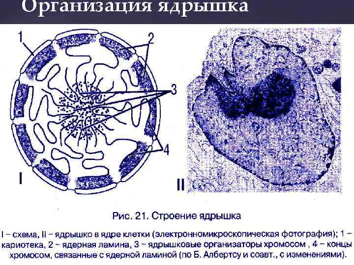 Организация ядрышка 