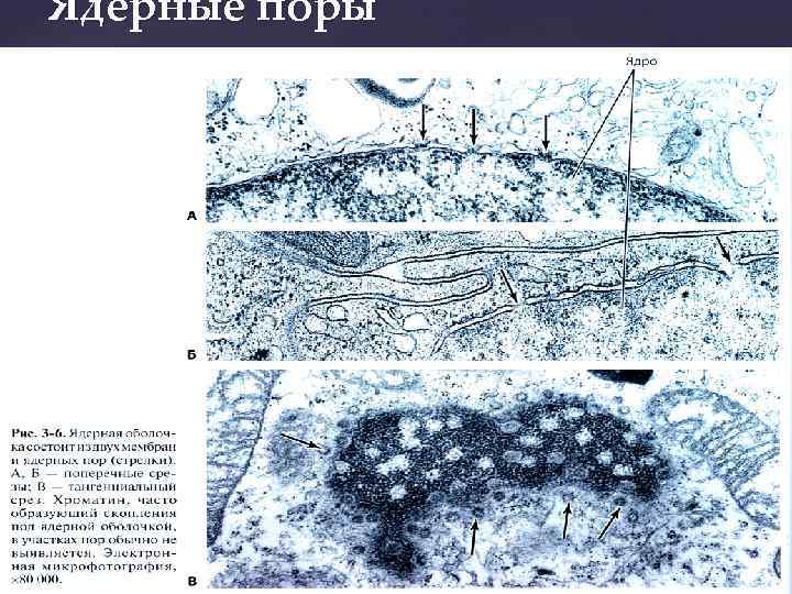 Ядерные поры 