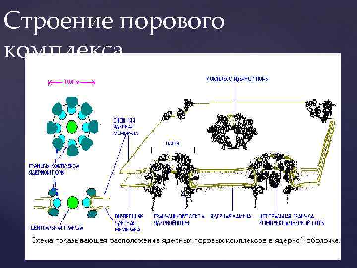 Строение порового комплекса 