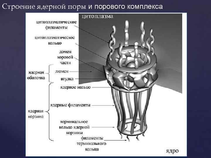 Строение ядерной поры и порового комплекса 55 