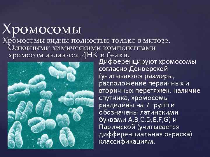 Хромосомы видны полностью только в митозе. Основными химическими компонентами хромосом являются ДНК и белки.