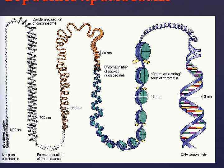 Хромосома рисунок с подписями
