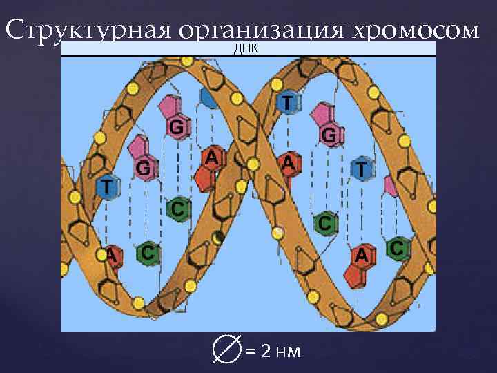 Структурная организация хромосом = 2 нм 58 