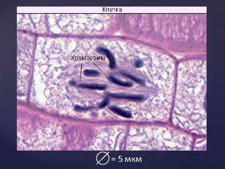 = 5 мкм 65 