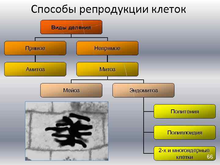 Способы репродукции клеток Виды деления Прямое Непрямое Амитоз Мейоз Эндомитоз Политения Полиплоидия 2 -х