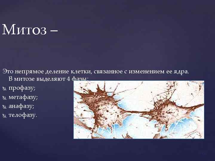 Митоз – Это непрямое деление клетки, связанное с изменением ее ядра. В митозе выделяют