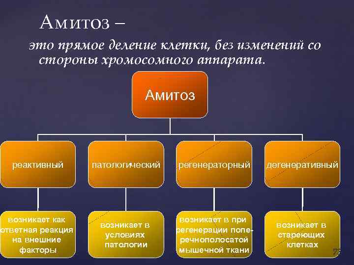 Амитоз – это прямое деление клетки, без изменений со стороны хромосомного аппарата. Амитоз реактивный