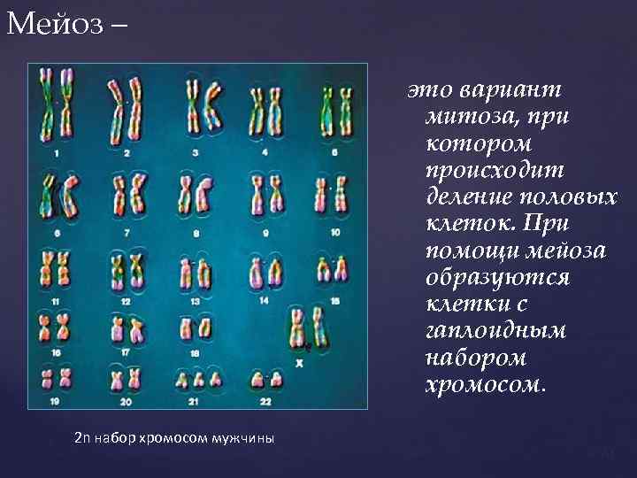 Мейоз – это вариант митоза, при котором происходит деление половых клеток. При помощи мейоза