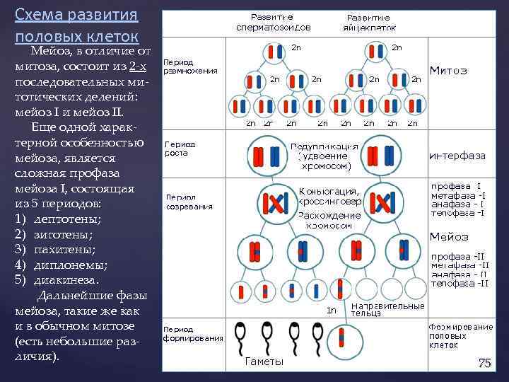 Схема развития половых клеток Мейоз, в отличие от митоза, состоит из 2 -х последовательных