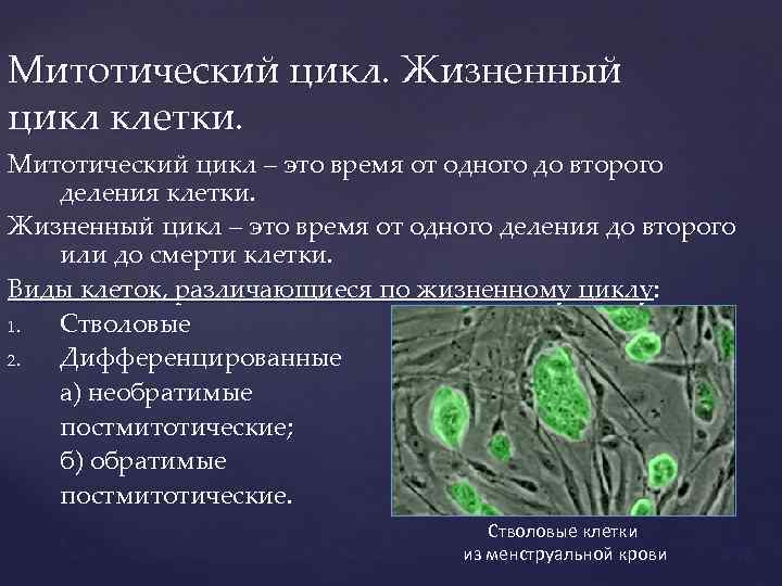 Митотический цикл. Жизненный цикл клетки. Митотический цикл – это время от одного до второго