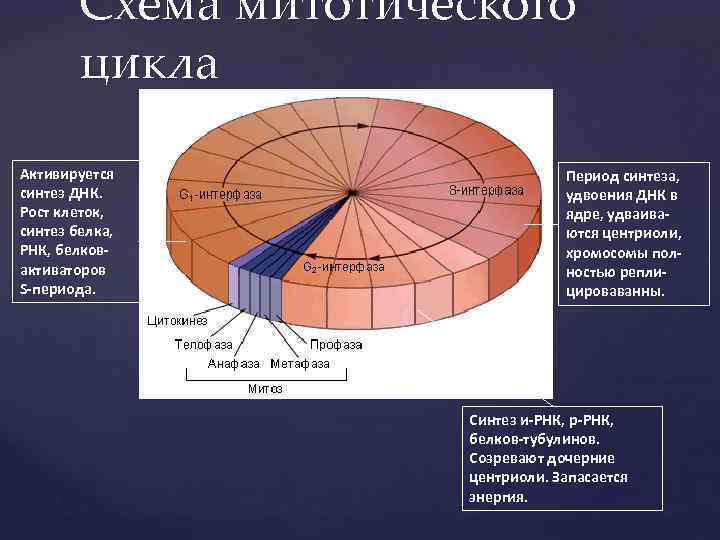 Днк ростов