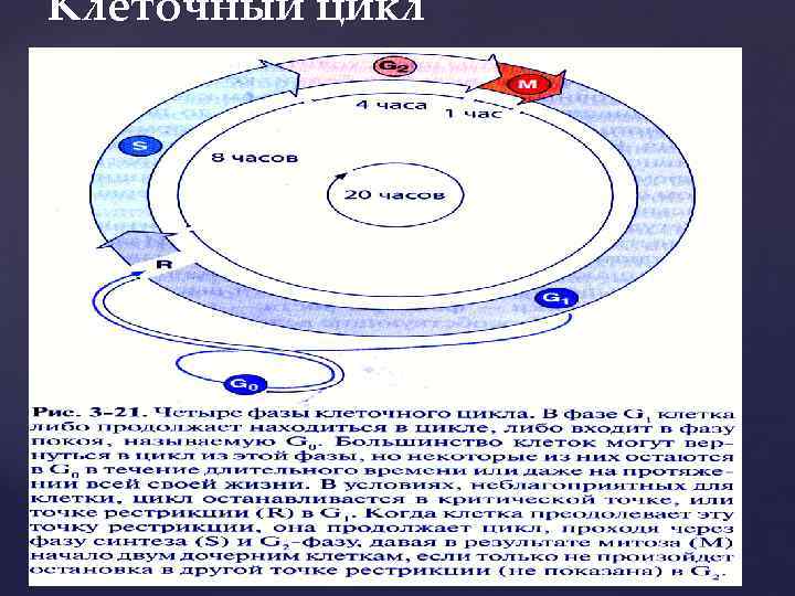 Клеточный цикл 