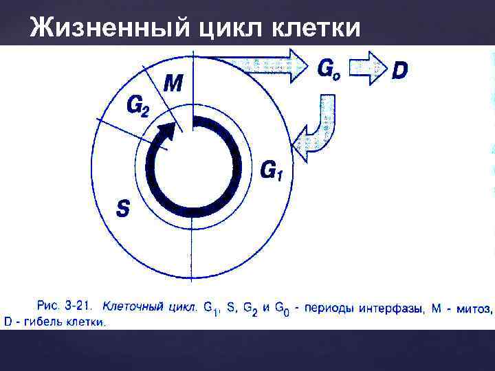 Жизненный цикл клетки 