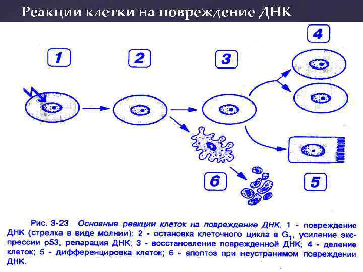 Реакции клетки на повреждение ДНК 