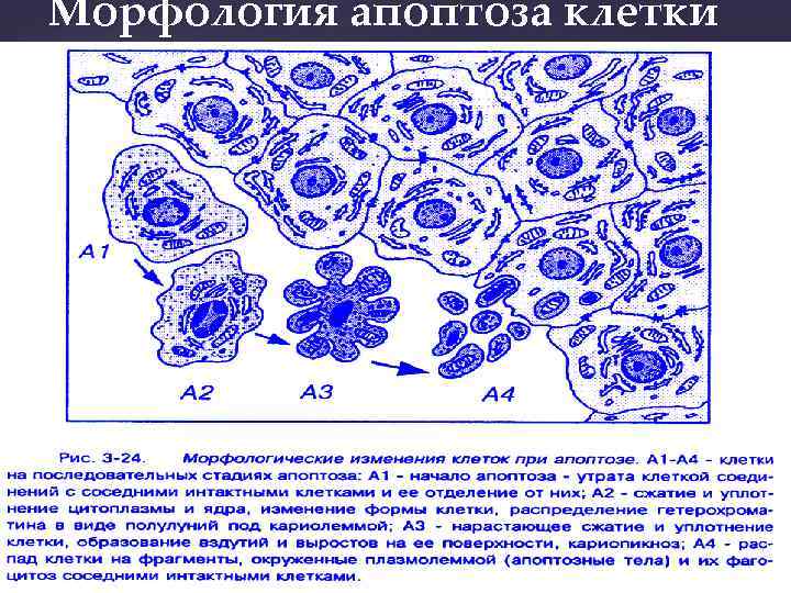 Морфология апоптоза клетки 