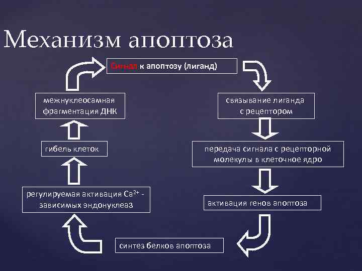 Нарисуйте схему гибели клеток мишеней по механизму апоптоза