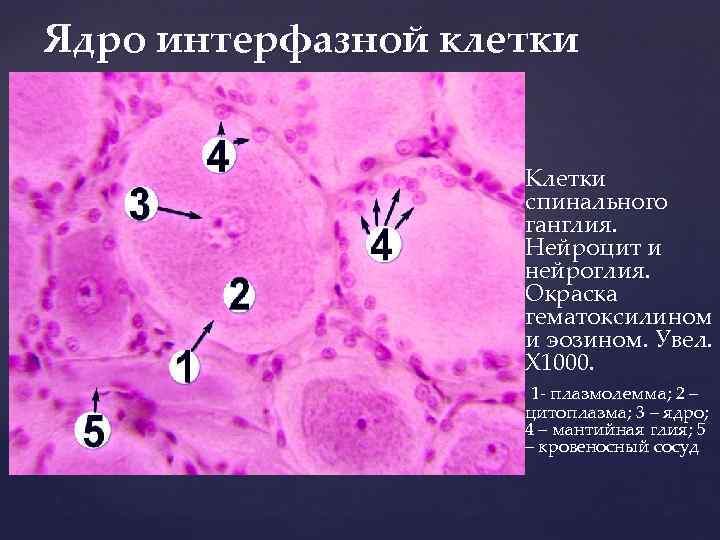 Спинальный ганглий гистология рисунок