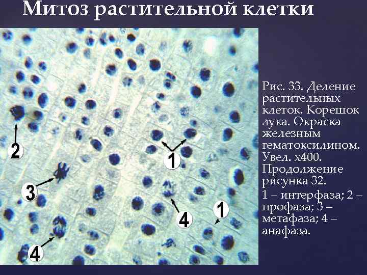 Митоз растительной клетки Рис. 33. Деление растительных клеток. Корешок лука. Окраска железным гематоксилином. Увел.