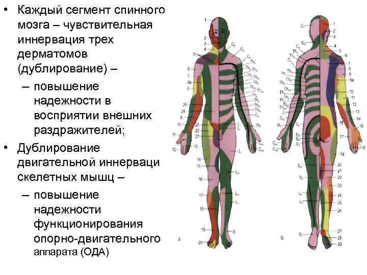 Спинномозговая иннервация. Метамерный (сегментарный) принцип иннервации спинного мозга.. Принцип сегментарной иннервации. Зоны иннервации спинного мозга. Сегменты спинного мозга иннервация.