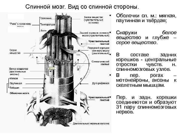  Спинной мозг. Вид со спинной стороны. • Оболочки сп. м. : мягкая, паутинная