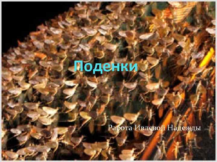 Поденки Работа Ивлевой Надежды 