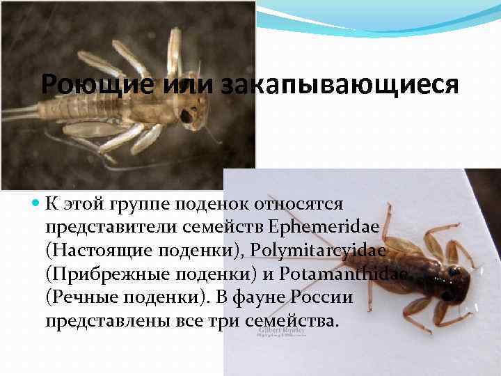 Роющие или закапывающиеся К этой группе поденок относятся представители семейств Ephemeridae (Настоящие поденки), Polymitarcyidae