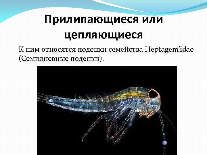 Прилипающиеся или цепляющиеся К ним относятся поденки семейства Heptagem'idae (Семидневные поденки). 