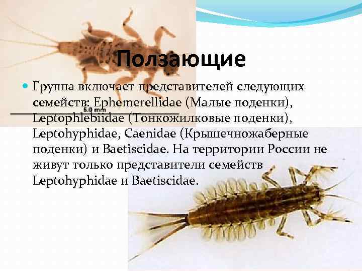 Ползающие Группа включает представителей следующих семейств: Ephemerellidae (Малые поденки), Leptophlebiidae (Тонкожилковые поденки), Leptohyphidae, Caenidae