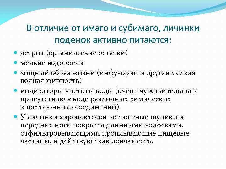 В отличие от имаго и субимаго, личинки поденок активно питаются: детрит (органические остатки) мелкие
