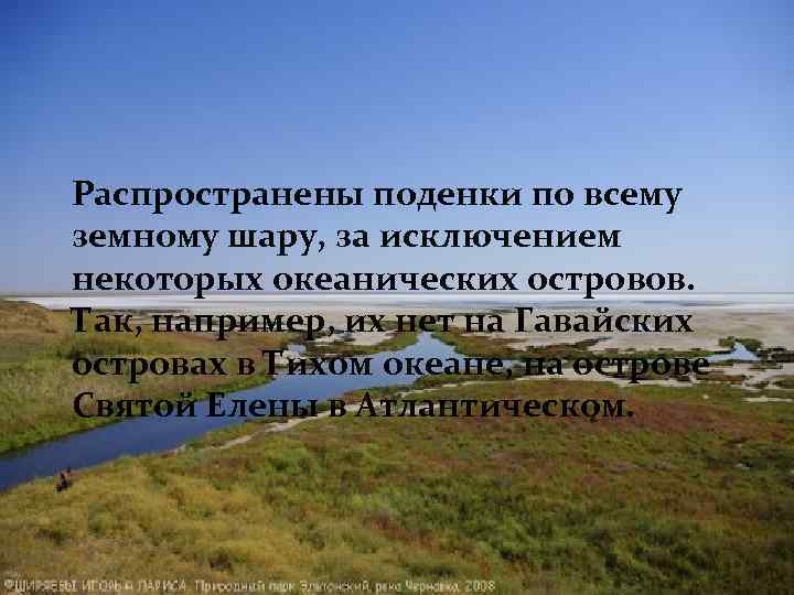 Распространены поденки по всему земному шару, за исключением некоторых океанических островов. Так, например, их